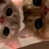 fatmhmuliv8
