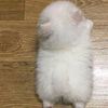 shodou_hamillah