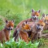 mootkefoxy