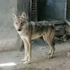 umar66705