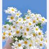 daisylovers.15