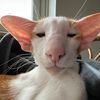 bihasdiary