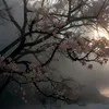 balokomon_shket