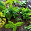 Cây thuốc Việt Nam