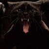 gupcat08