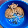 Mèo Cam Báo Dũng 🐈