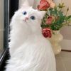 aliza.khan6914