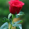 bilalbutt7681