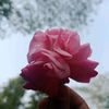 nusrat9384