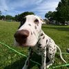 peppermintthedalmatian