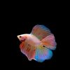 bettaterengganu2