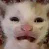 pthaoxamcho