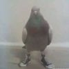 qwiz_1.0