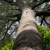 osisi51