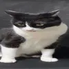 awexysfx_1
