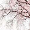 tinahina397