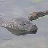 the_kingseal