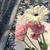 dya_1232