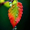 abdulhossein.yoha