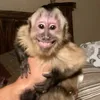 🐒.