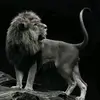 maheraqeel55