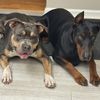 theedogpack