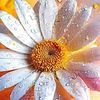 flower.flower6306