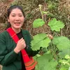Út Thảo Dược Lào Cai