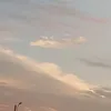 xoanhoacontim