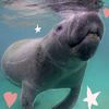 oli_lovewildhorseisland