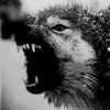Black Metal Wolves