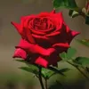 grand.siredavi