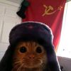 gato.sovietico50