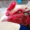 Aseel brands 🐣🐓