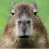 capybara2916