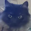alexwalexwoowoo