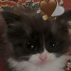 orhan1_ert