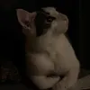 cats4adventure