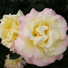 anna389445