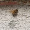 yegor.mihura