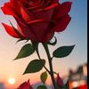 faiz26846