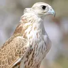 al7or_alshame