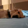 elpablito012