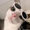 mr_cat54