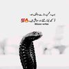noman.ali.526