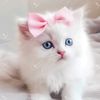 catvideo382