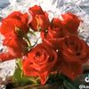 user083105853
