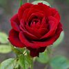 farhan786.10