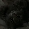 arhridii_sabrina