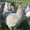 povchickentendering